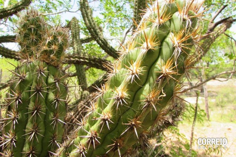 Dia Nacional da Caatinga: Alagoas conserva apenas 20% da área original do bioma
