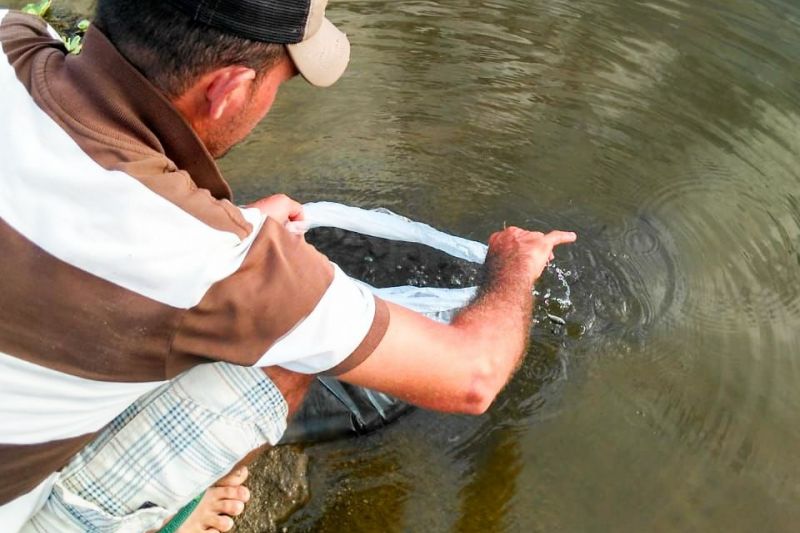 Senador Rui Palmeira distribui 10 mil alevinos para incentivar piscicultura e aquicultura