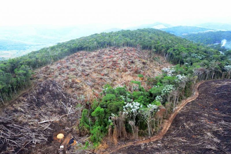 Emendas parlamentares no Congresso ampliam anistia a desmatadores da natureza