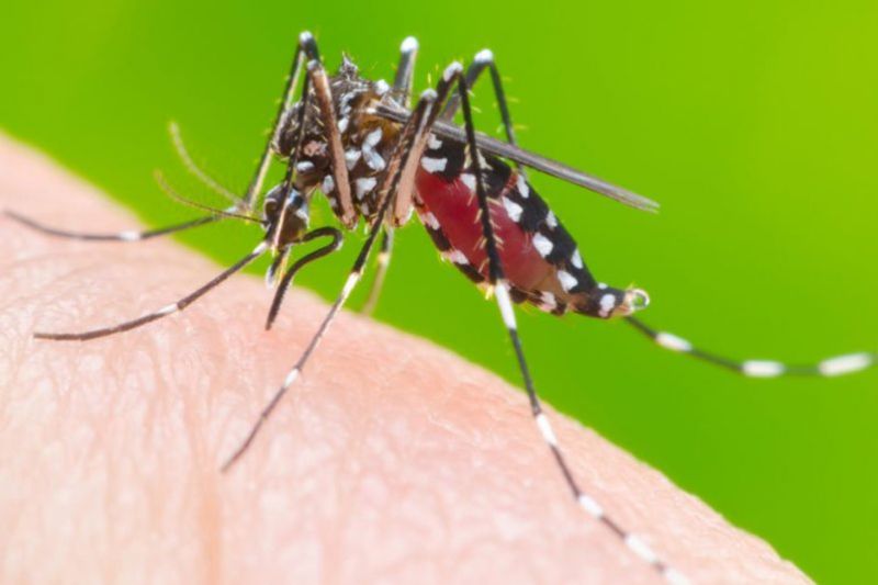 Sertão de Alagoas tem 6 municípios com alto risco de surto de dengue, zika e chikungunya