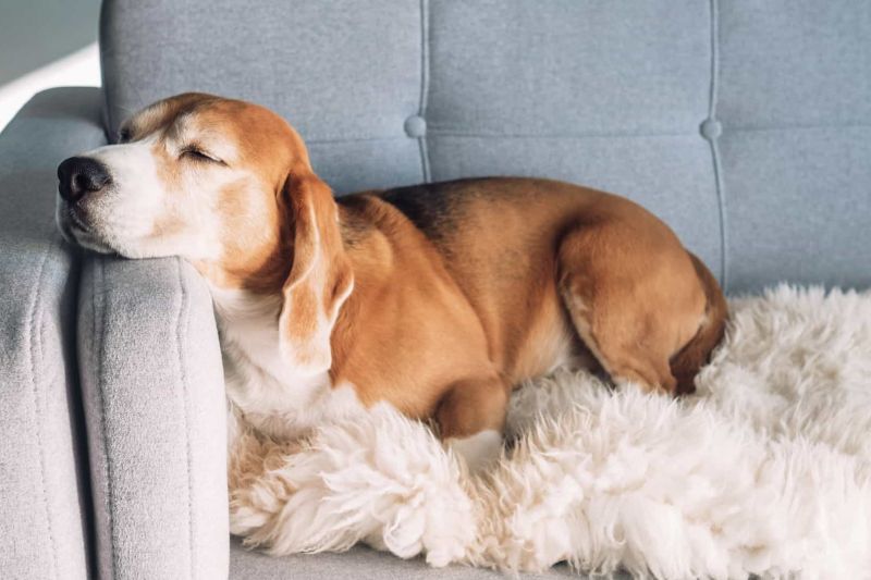 Cães conseguem farejar câncer com 97% de precisão, revela estudo