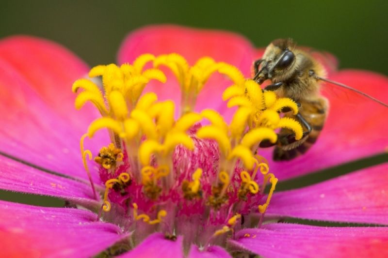 IMA/AL abre inscrições para o IV Concurso de Fotografia Ambiental