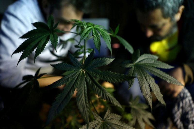 Anvisa vota nesta terça propostas preliminares sobre o cultivo de maconha no Brasil