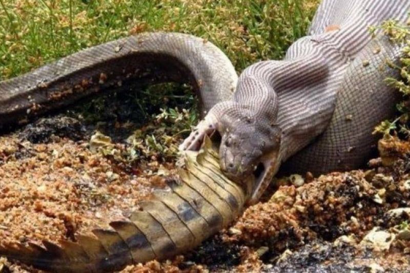 Cobra píton gigante engole crocodilo inteiro na Austrália
