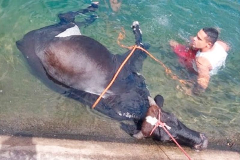 Animal é resgatado pelos bombeiros depois de cair no Canal do Sertão em Delmiro Gouveia