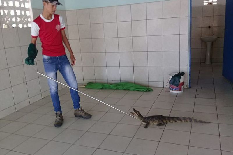 Jacaré é resgatado em banheiro de escola no interior de Alagoas