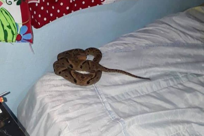 Menino de 10 anos é picado por jararaca na cama enquanto dormia em fazenda