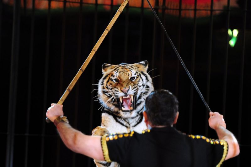 Domador de tigres é morto por quatro animais durante treinamento