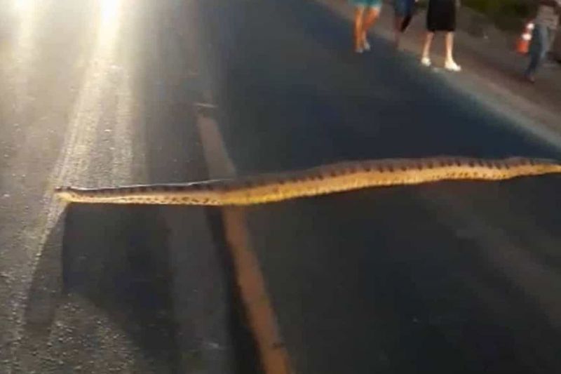 Sucuri para rodovia no Mato Grosso e motorista flagra a travessia