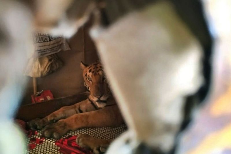 Tigre invade casa e deita na cama para fugir de inundação em parque na Índia