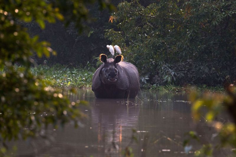 Rinocerontes em risco de extinção morrem em inundações na Índia