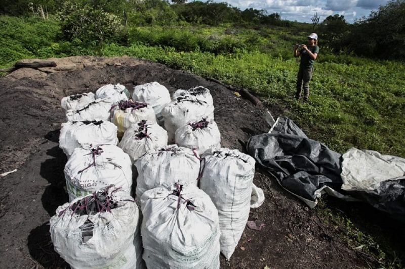 FPI flagra corte de vegetação nativa para produção de carvão em Major Izidoro