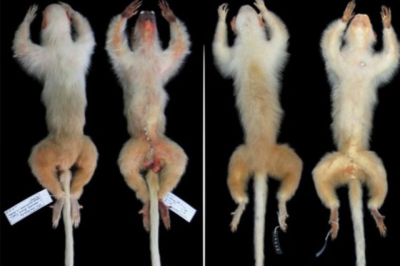 Sagui recém-descoberto em área de desmatamento na Amazônia enfrenta ameaça de extinção