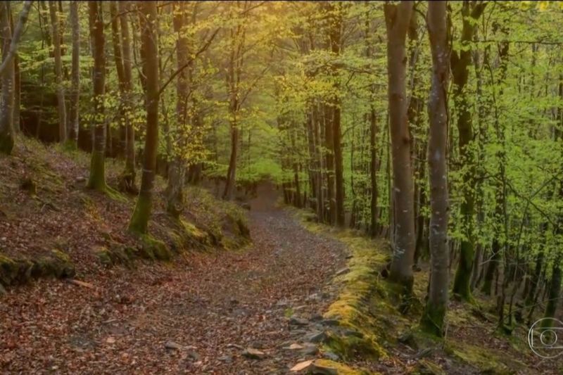 Europa reflorestou quase 40% de seu território no último século