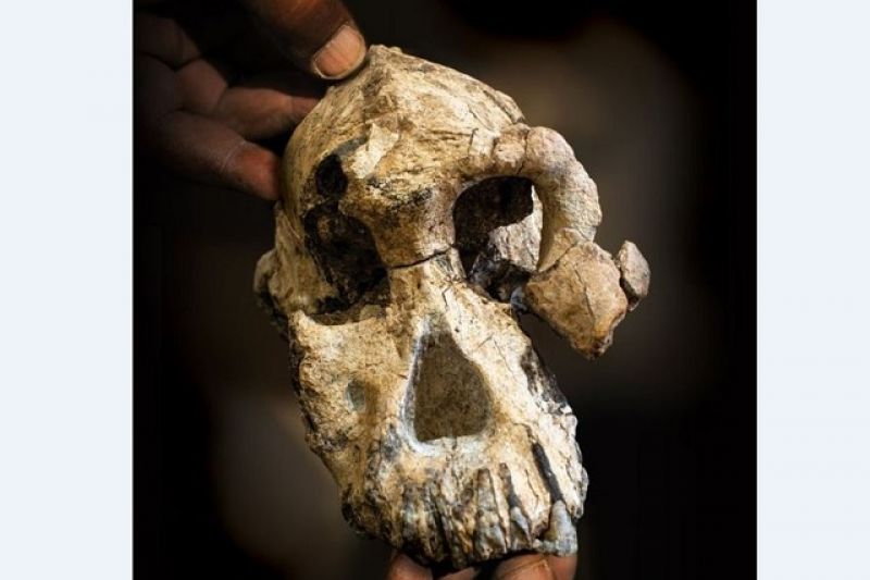 Por que crânio descoberto na Etiópia pode mudar o que sabemos sobre evolução humana