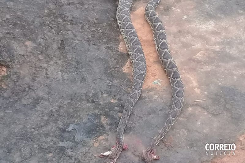 Aparecimento de cobras venenosas preocupa moradores da zona rural de Mata Grande