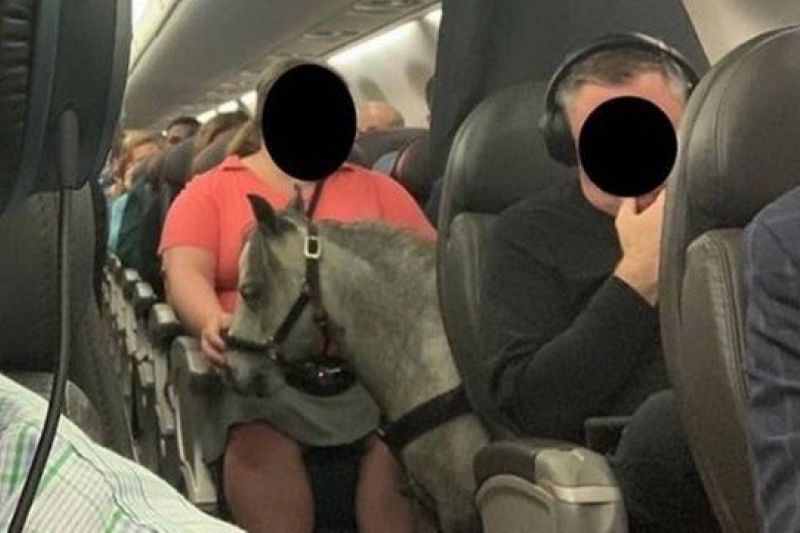 Passageira viaja de avião com pônei como animal de apoio emocional