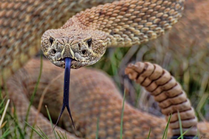 SOS Caatinga e BPA vão investigar aparecimento de cobras venenosas em Mata Grande