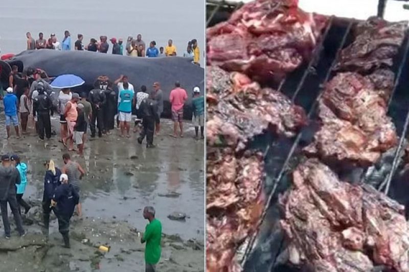 Moradores fazem churrasco com carne de baleia que morreu ao encalhar em praia na BA