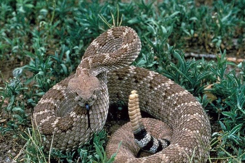 Desequilíbrio, acasalamento e frio podem causar surgimento de cobras em Mata Grande