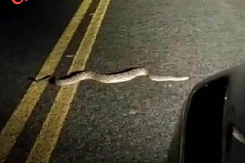 Cascavéis são flagradas no entorno de residência e cruzando rodovia no Sertão de Alagoas