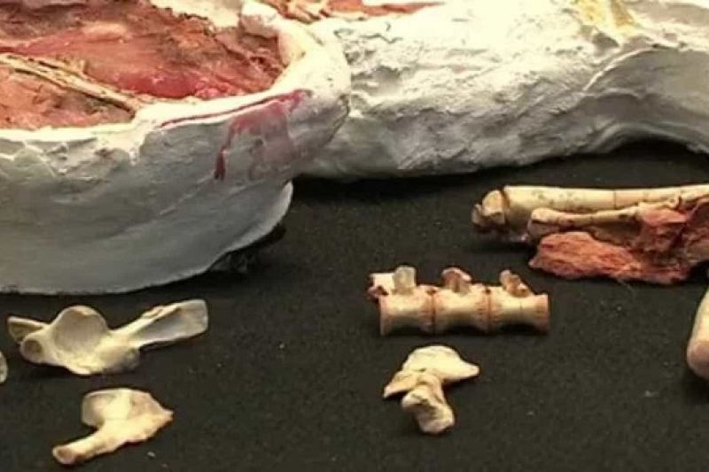 Colômbia devolve ao Brasil fósseis contrabandeados em 2017