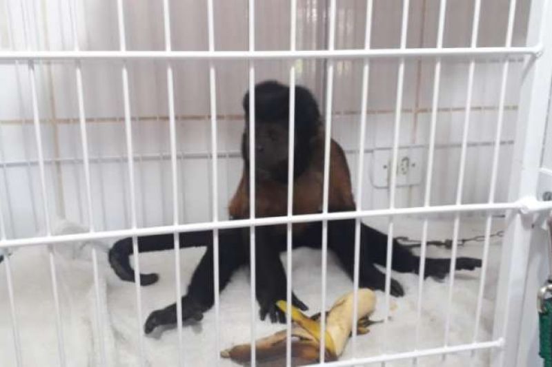 Bombeiros são acionados e resgatam macaco-prego em praça de Delmiro Gouveia