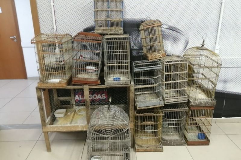 Homem é preso depois de ser flagrado criando animais silvestres em residência em Maravilha