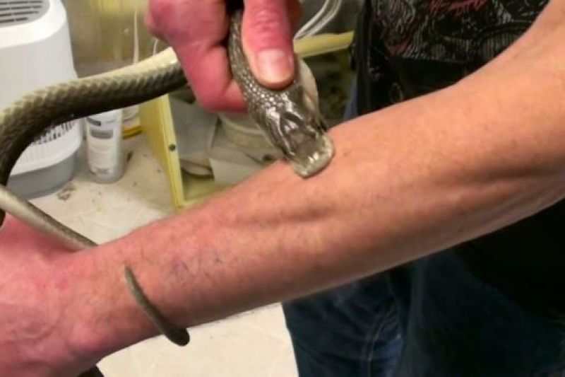 Conheça o caso do homem que recebeu picadas de 200 cobras em nome da ciência