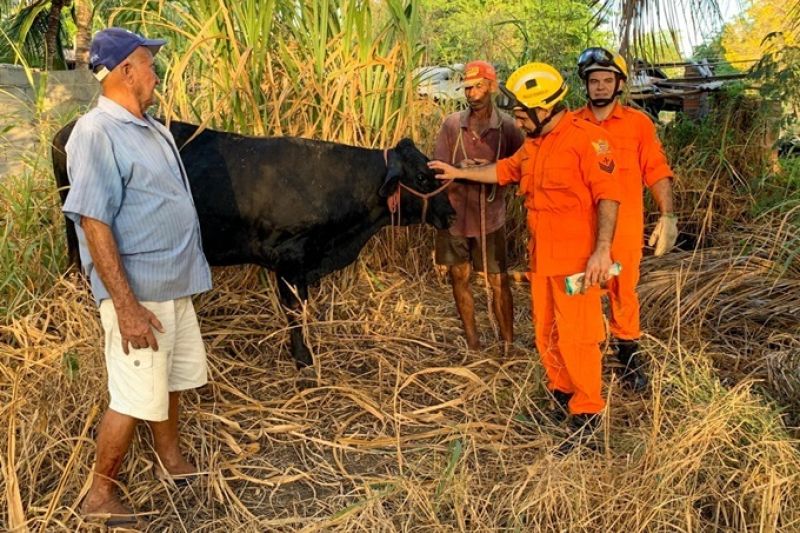 Bezerro cai em poço e é resgatado pelos Bombeiros em Santana do Ipanema