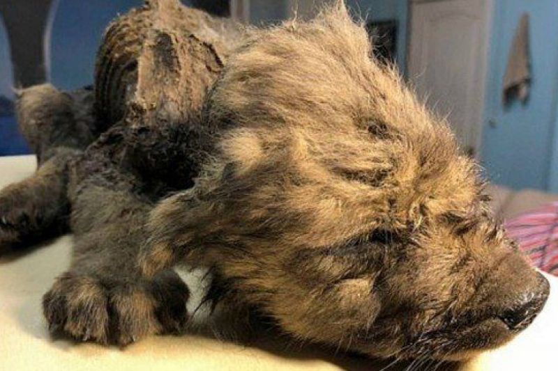 Filhote de 18 mil anos é encontrado perfeitamente congelado na Sibéria