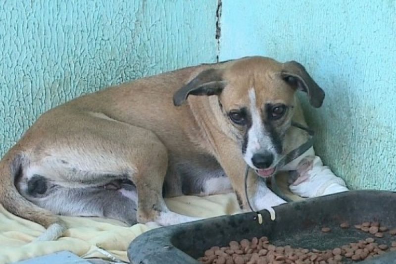 Cadela de rua é baleada após latir para policial militar