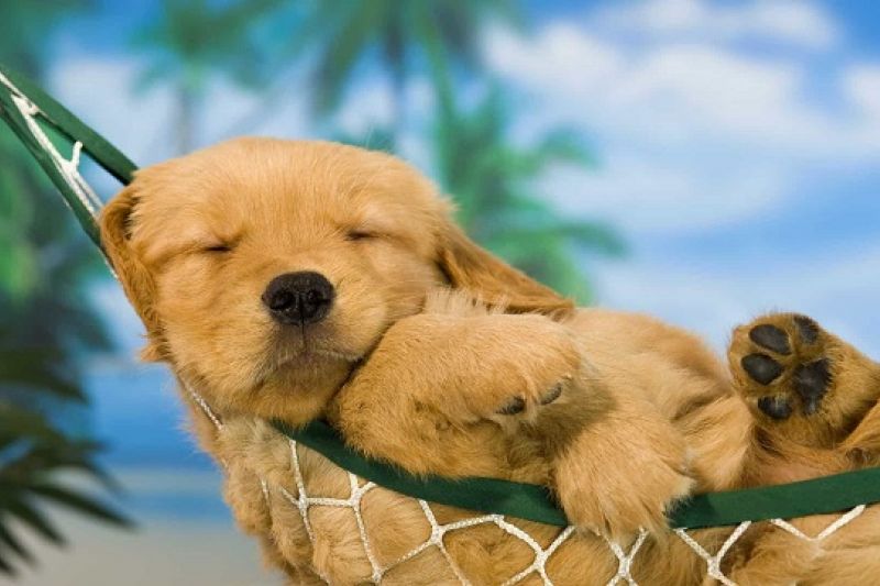 Área de lazer para pets vira item obrigatório em novos prédios de SP