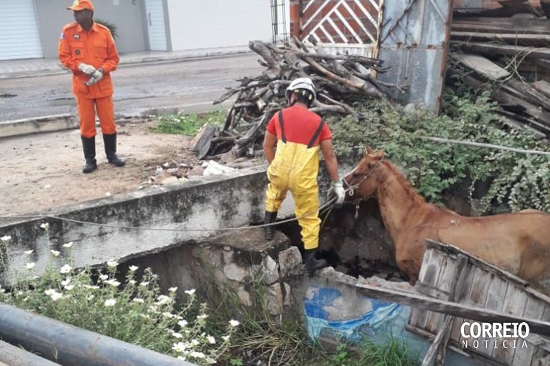 Corpo de Bombeiros resgata cavalo de dentro de canal de esgoto em Delmiro Gouveia