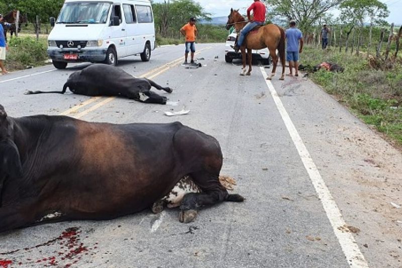 Colisão de carro com vacas deixa dois animais mortos e condutor ferido em Major Izidoro