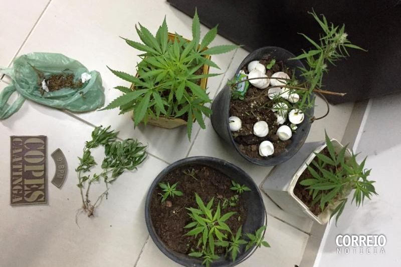 Homem é preso depois de ser flagrado cultivando maconha dentro de casa em Mata Grande