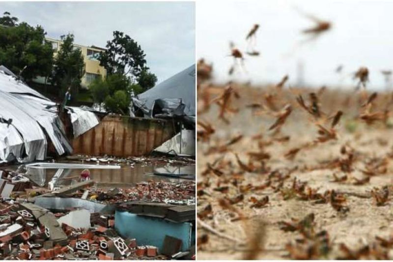 Ciclone bomba pode impedir nuvem de gafanhotos de atingir o Brasil