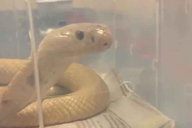 Cobra Naja que picou estudante de veterinária é encontrada perto de shopping no DF