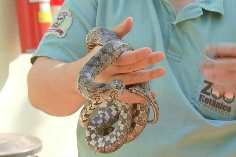 Mais de 40 cobras de espécie norte-americana e proibida no Brasil são achadas em cativeiro