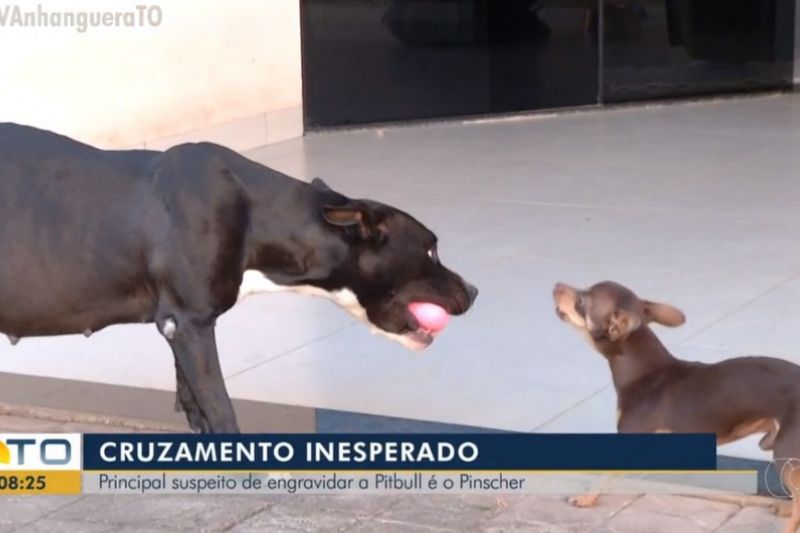 Pinscher é 'suspeito' de engravidar cadela pitbull em Palmas