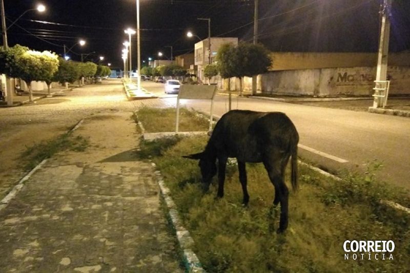 Soltos nas ruas, jegues comem grama de praças e “vigiam” casas em Monteirópolis