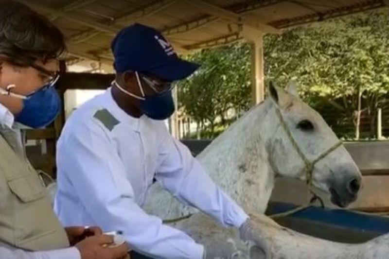 Brasileiros descobrem que anticorpo de cavalos contra a Covid é até 50 vezes mais potente