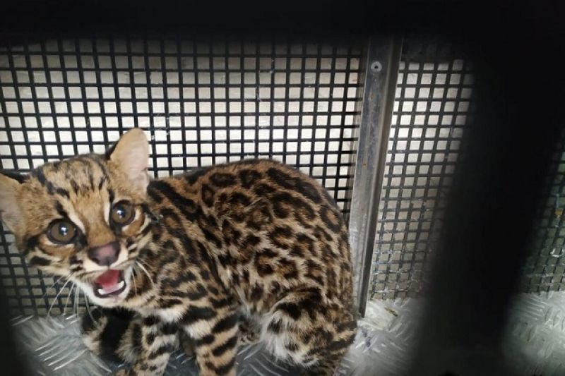 Jaguatirica invade quintal de casa, é confundida com gato e põe cachorros para correr