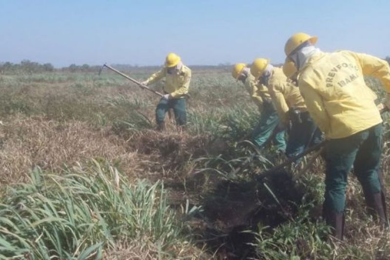 De animais carbonizados a fogo 'subterrâneo': a rotina de brigadistas em incêndio