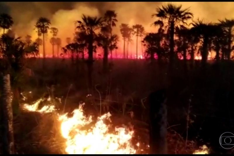 Fogo no Pantanal destrói área 10 vezes maior que as cidades de SP e do Rio de Janeiro