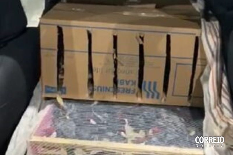 Homens são presos ao serem encontrados com 800 aves silvestres dentro de carro em Canapi