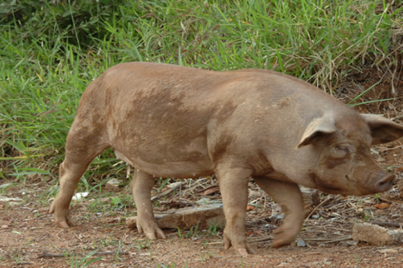 Funcionário de fazenda morre após sofrer mordida de porco em Minas Gerais