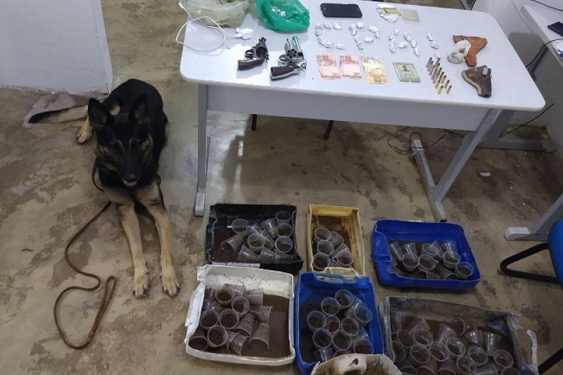 Após denúncia, polícia encontra armas, plantação em copos e maconha embalada em Maravilha