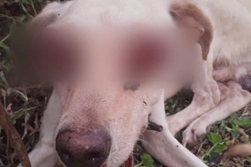Polícia procura quem arrancou olhos de cachorro e o deixou agonizando em Major Izidoro