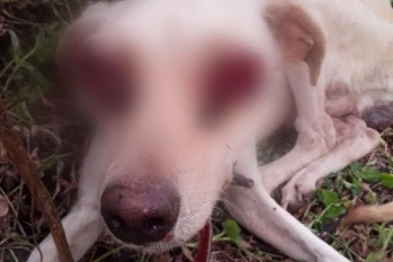 Identificado dono de cachorro abandonado com ferida nos olhos em Major Izidoro